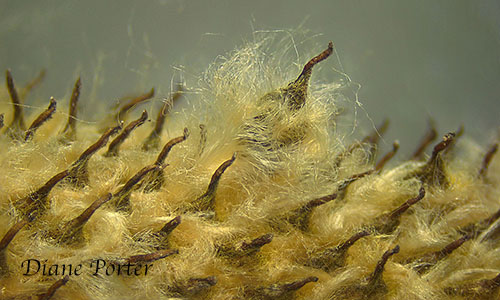 Tall Thimbleweed seedhead